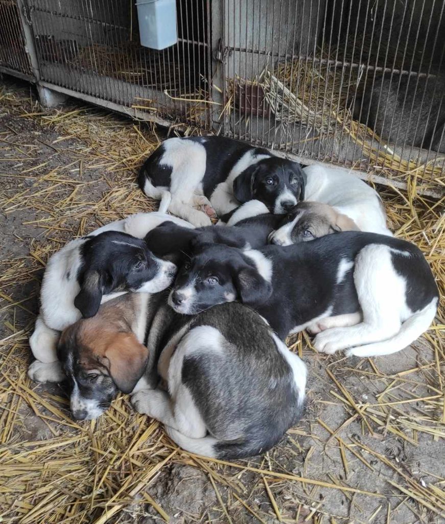 chiot Cao de Gado Transmontano Du Domaine Des Anorelles